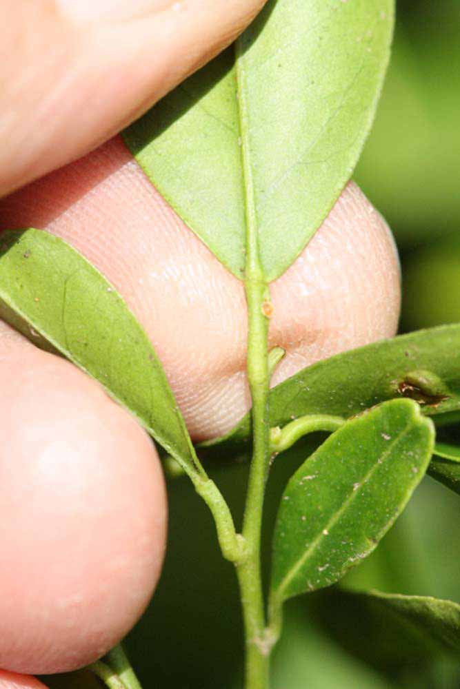              Petiole (Riverside, CA)       